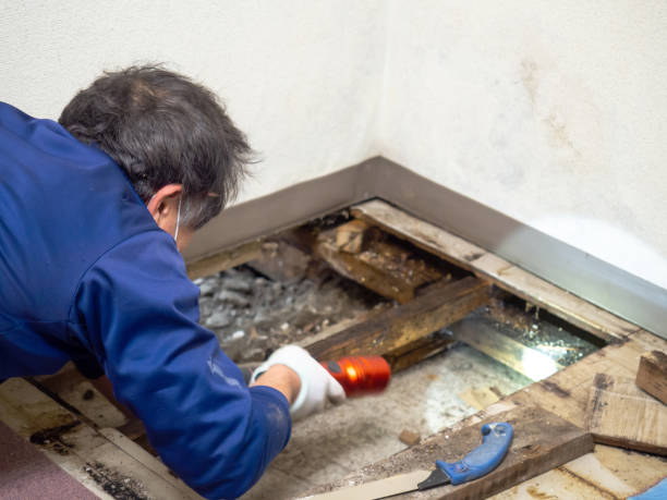 Best Post-Flood Mold Remediation in Tipton, MO
