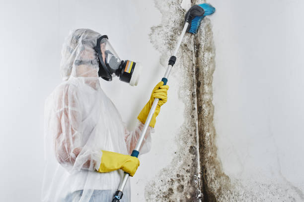 Best Industrial Mold Remediation in Tipton, MO