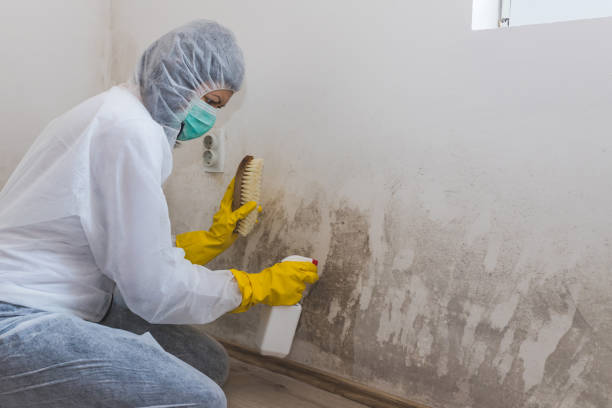 Best White Mold Remediation in Tipton, MO