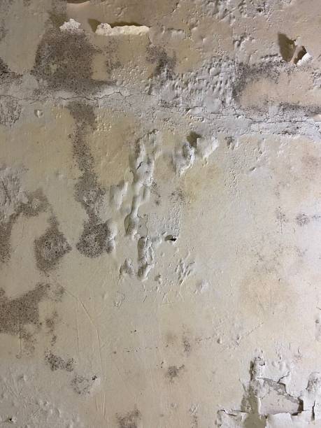 Best Commercial Mold Remediation in Tipton, MO