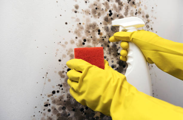 Best Attic Mold Remediation in Tipton, MO