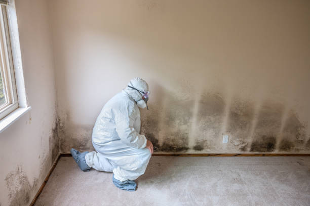 Best Emergency Mold Remediation in Tipton, MO