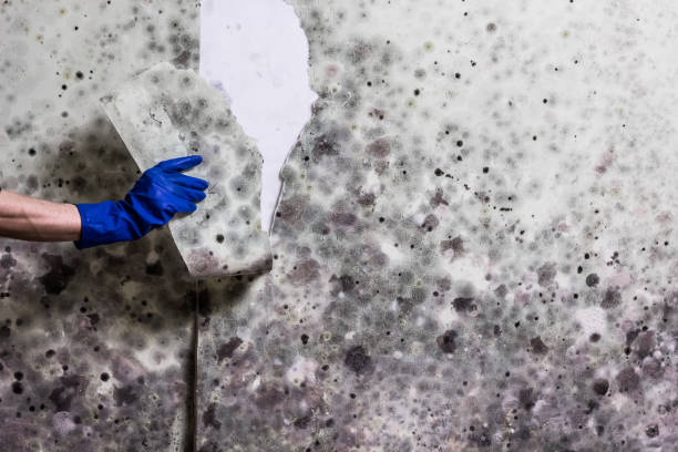 Best Mold Remediation for Schools in Tipton, MO