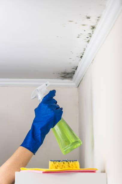 Best HVAC Mold Remediation in Tipton, MO